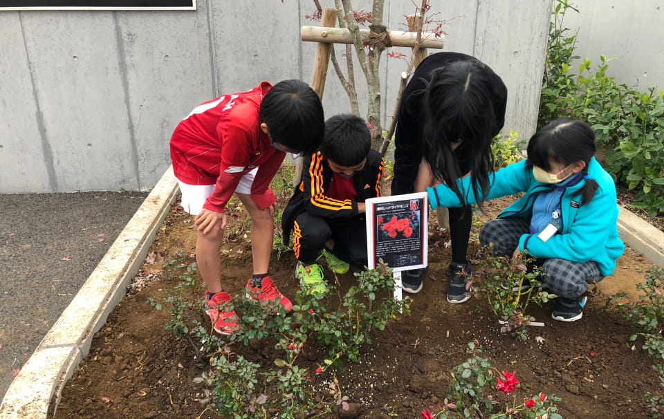 Image: Planting red roses