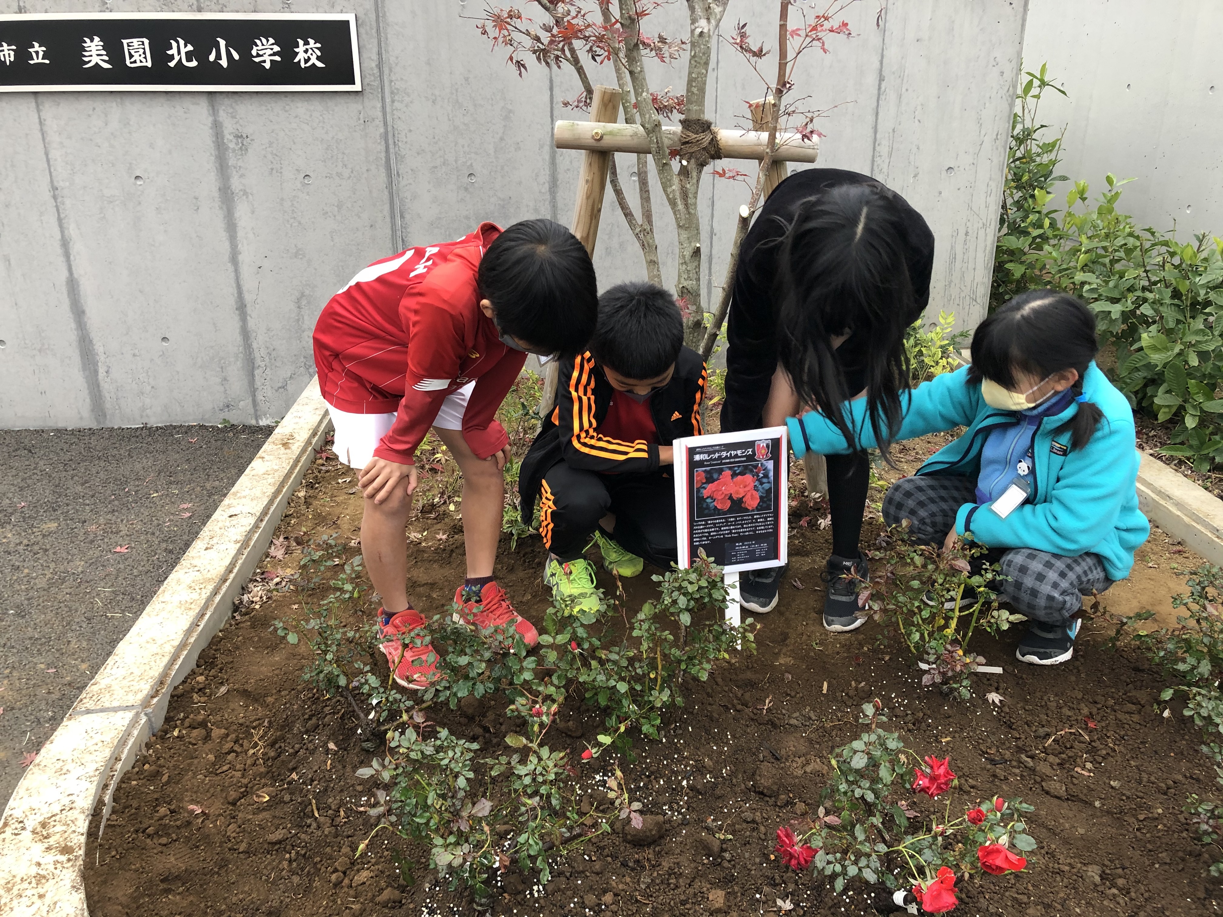 Local red rose planting activities