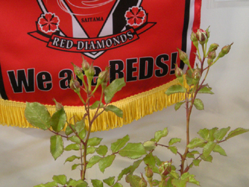 「Reds Rose」が展示