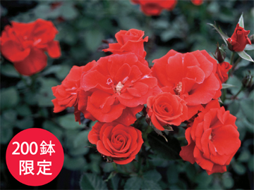 与野本町駅内 レッズローズ1日限定販売 Urawa Red Diamonds Official Website